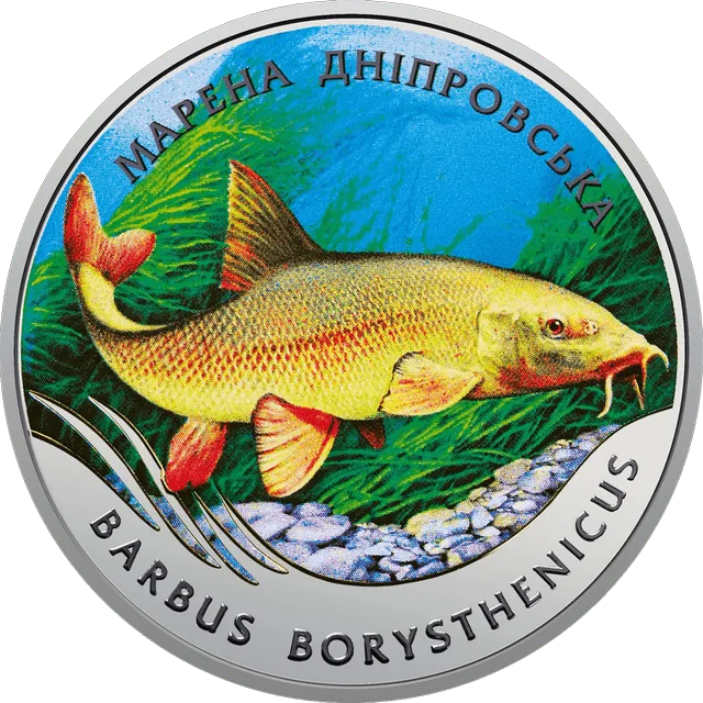 Марена дніпровська — реверс