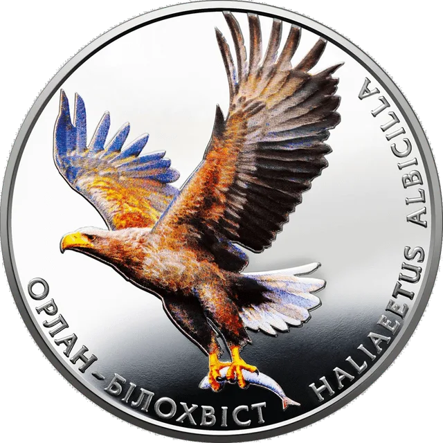 Орлан-білохвіст — реверс