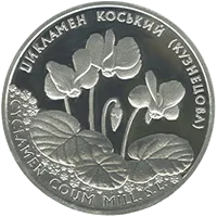 Цикламен Коський (Кузнецова)