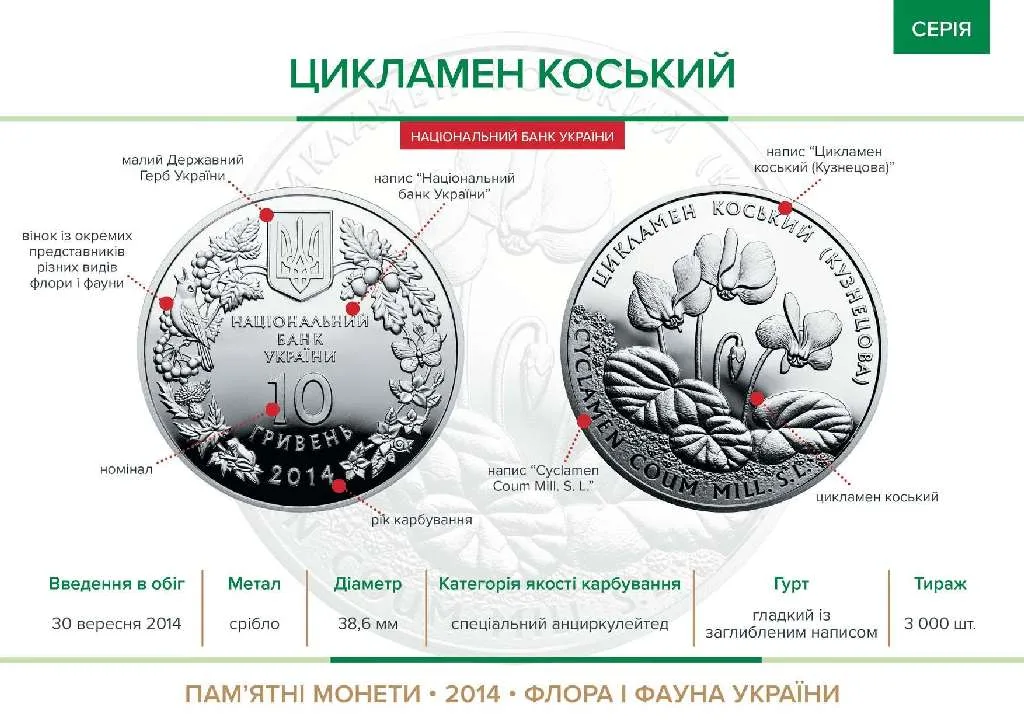 Цикламен Коський (Кузнецова) — інфо