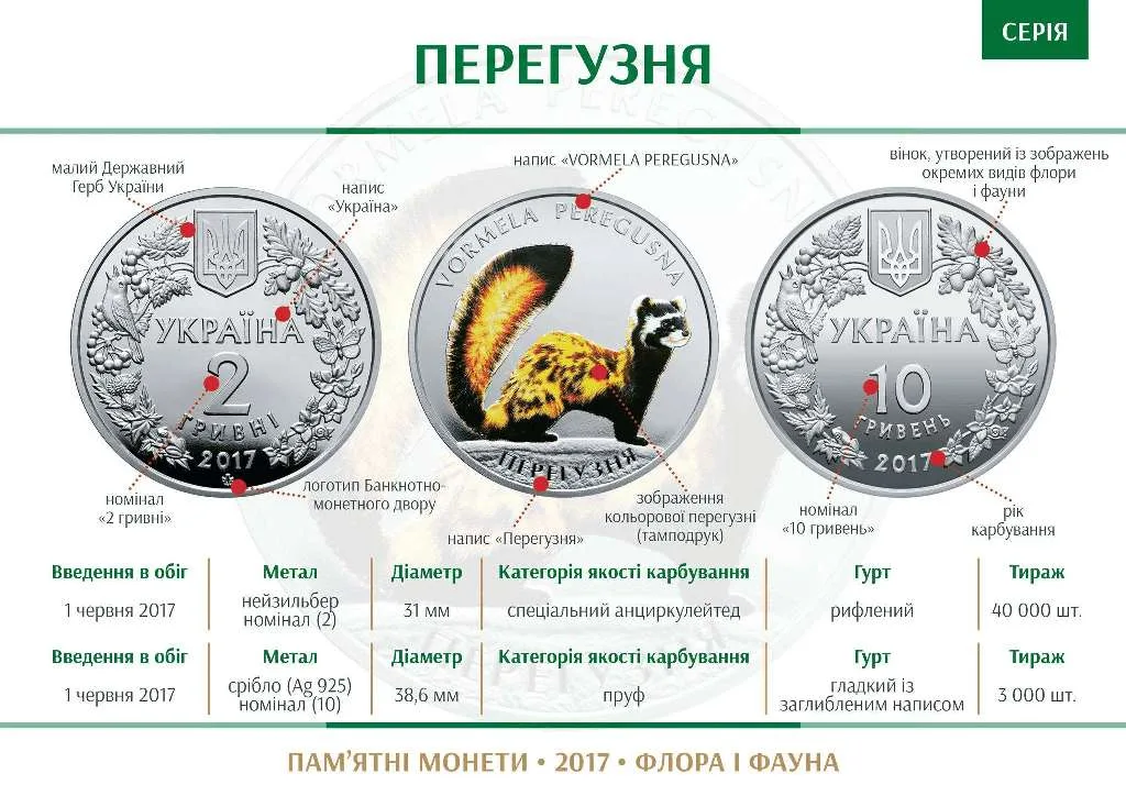 Перегузня — інфо 1