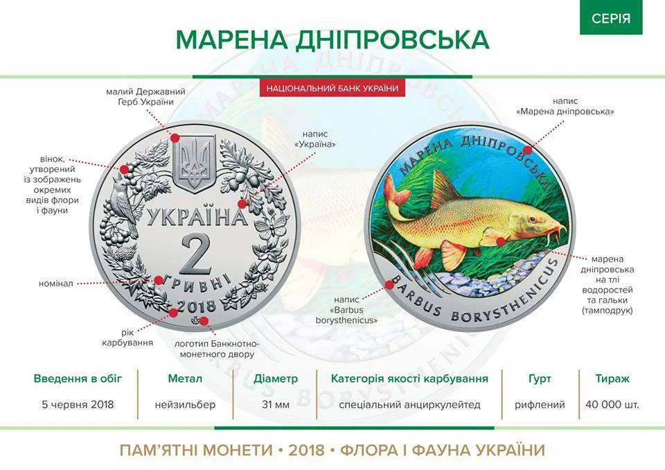 Марена дніпровська — інфо 1