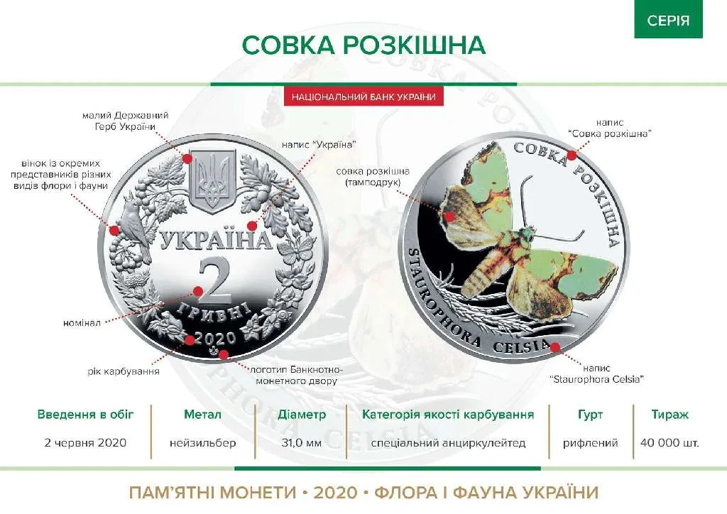 Совка розкішна — інфо 1