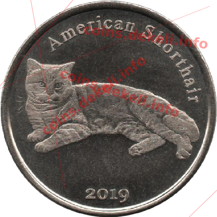American Shorthair — реверс