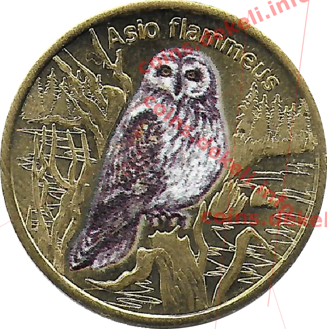 Asio flammeus — реверс