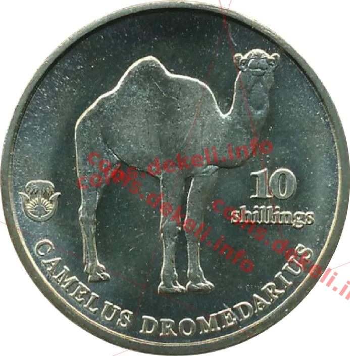 Camelus dromedarius — реверс