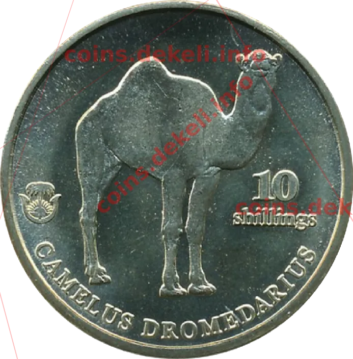 Camelus dromedarius