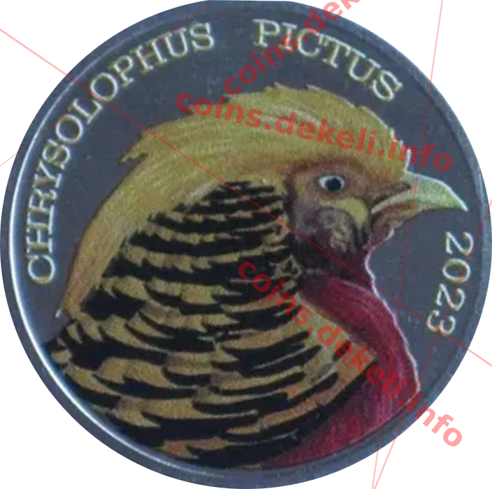 Chrysolphus oictus