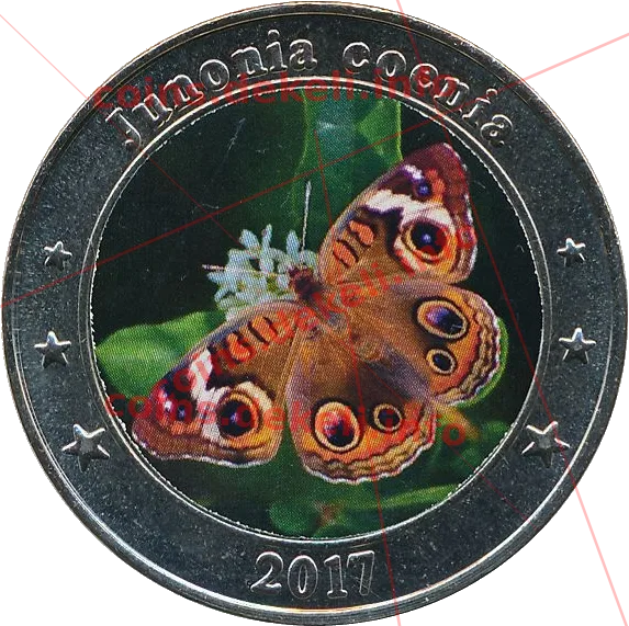 Junonia coenia — аверс