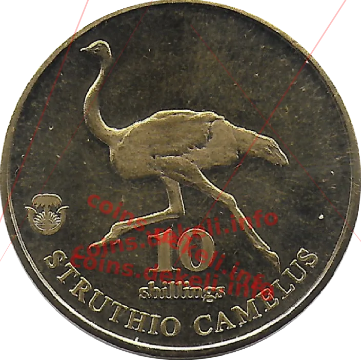 Struthio camelus