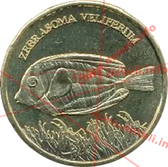 Zebrasoma veliferum — реверс