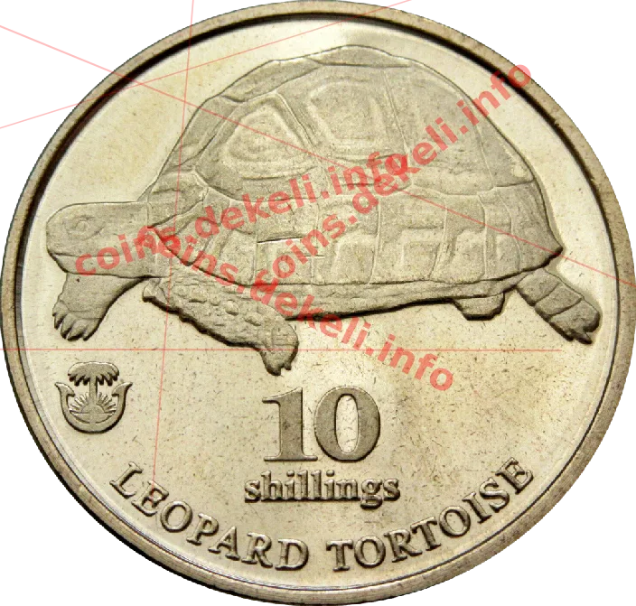 Leopard tortoise — реверс